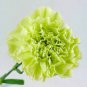 50 Pcs Rare Beautiful Green Carnation Flowers