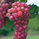 15 Pcs Mixed Sweet Seedless Grape Fruits 15 Pcs Mixed Sweet Seedless Grape Fruits