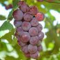 15 Pcs Mixed Sweet Seedless Grape Fruits