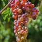 15 Pcs Mixed Sweet Seedless Grape Fruits