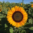 15 Pcs Heirloom Garden 'smiling face' Sunflowers with orange eye 15 Pcs Heirloom Garden 'smiling face' Sunflowers with orange eye