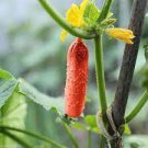 20 Pcs Hmong Red Cucumber Cucumis sativus