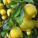 20 Pcs Rare the World Biggest Lemon Fruits