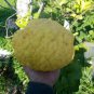 20 Pcs Rare the World Biggest Lemon Fruits