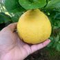 20 Pcs Rare the World Biggest Lemon Fruits