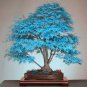 20 Pcs Rare Colorful Bonsai Japanese Maple Tree