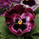 20 Pcs Rare Wavy Purple Black Pansy Flowers
