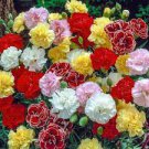 50 Pcs Rare Mixed Colorful Caryophyllus Carnation Flowers