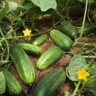 20 Pcs Heirloom Fruits Cucumber Vegetables 20 Pcs Heirloom Fruits Cucumber Vegetables