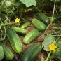 20 Pcs Heirloom Fruits Cucumber Vegetables