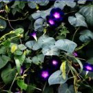 30 Pcs Heirloom Dark Blue Morning Glory with bright eyes Climbing Flowers 30 Pcs Heirloom Dark Blue Morning Glory with bright eyes Climbing Flowers
