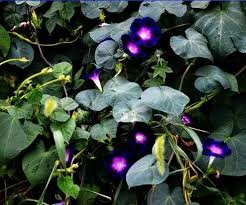30 Pcs Heirloom Dark Blue Morning Glory with bright eyes Climbing Flowers
