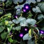 30 Pcs Heirloom Dark Blue Morning Glory with bright eyes Climbing Flowers
