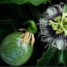 30 Pcs Purple Passiflora Edulis Germination Passion Fruits