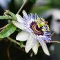 30 Pcs Purple Passiflora Edulis Germination Passion Fruits