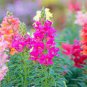 50 Pcs Rare Colorful Snapdragon Flower Mixed Antirrhinum Majus