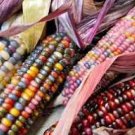 20 Pcs Rare Heirloom Colorful Hybrid Corn