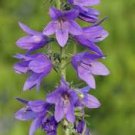 50 Pcs Rare Light Dark Purple Campanula Bellflower Flowers 50 Pcs Rare Light Dark Purple Campanula Bellflower Flowers