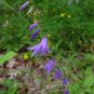 50 Pcs Rare Light Dark Purple Campanula Bellflower Flowers