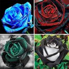 50 Pcs Mixed 4 Types of Blue Red Purple Green Rainbow Garden Rose Plants Flowers 50 Pcs Mixed 4 Types of Blue Red Purple Green Rainbow Garden Rose Plants Flowers
