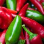 50 Pcs Mixed Colorful Hot Colorful Pod Pepper Chili