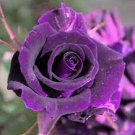 50 Pcs Rare Purple Green Rose Flower