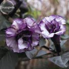20 Pcs Pink Purple Yellow Red White Datura Stramonium Jimson Weed Mixed