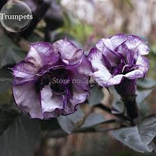 20 Pcs Pink Purple Yellow Red White Datura Stramonium Jimson Weed Mixed