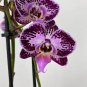 100 Pcs Rare Beautiful Butterfly Orchid Flowers