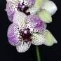 100 Pcs Rare Beautiful Butterfly Orchid Flowers
