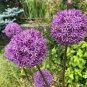 20 Pcs Herilloom Allium Giganteum Giant Onion with Purple Flowers