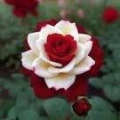50 Pcs Heirloom Rare White Black Red Tri-color Rose with white eye