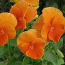 30 Pcs Rare Heirloom Beautiful Orange Pansy 30 Pcs Rare Heirloom Beautiful Orange Pansy