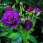 100 Pcs Heirloom Beautiful Rose Red Petunia Bonsai Flowers