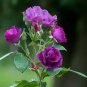 100 Pcs Heirloom Beautiful Rose Red Petunia Bonsai Flowers