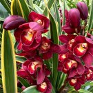 100 Pcs Rare Wild Orchids Dark Red Colors Perennial Flowers 100 Pcs Rare Wild Orchids Dark Red Colors Perennial Flowers