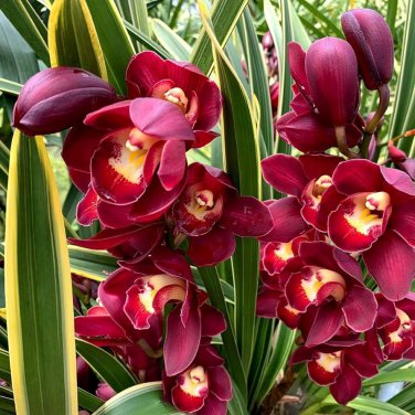 100 Pcs Rare Wild Orchids Dark Red Colors Perennial Flowers