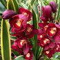 100 Pcs Rare Wild Orchids Dark Red Colors Perennial Flowers