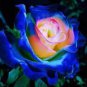100 Pcs Rare Dark Blue Roses with Light Orange Heart