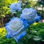 100 Pcs Rare Dark Blue Roses with Light Orange Heart