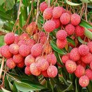 5 Pcs Heirloom Guangdong Sweet Lychee Litchi Fruit 5 Pcs Heirloom Guangdong Sweet Lychee Litchi Fruit