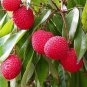 5 Pcs Heirloom Guangdong Sweet Lychee Litchi Fruit