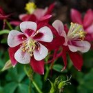 50 Pcs Heirloom 'lantern' Brown Orange Aquilegia Columbine Garden Perennial Flowers 50 Pcs Heirloom 'lantern' Brown Orange Aquilegia Columbine Garden Perennial Flowers