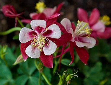 50 Pcs Heirloom 'lantern' Brown Orange Aquilegia Columbine Garden Perennial Flowers