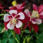 50 Pcs Heirloom 'lantern' Brown Orange Aquilegia Columbine Garden Perennial Flowers