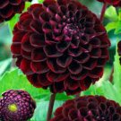 50 Pcs Rare Beautiful Alveolate Purple Dahlia Flower