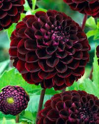 50 Pcs Rare Beautiful Alveolate Purple Dahlia Flower