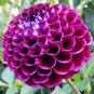 50 Pcs Rare Beautiful Alveolate Purple Dahlia Flower