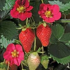 100 Pcs Rare Toscana F1 Fleurostar Strawberry
