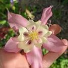 50 Pcs Heirloom Rare Beautiful Purely Pink Aquilegia Columbine Flowers 50 Pcs Heirloom Rare Beautiful Purely Pink Aquilegia Columbine Flowers